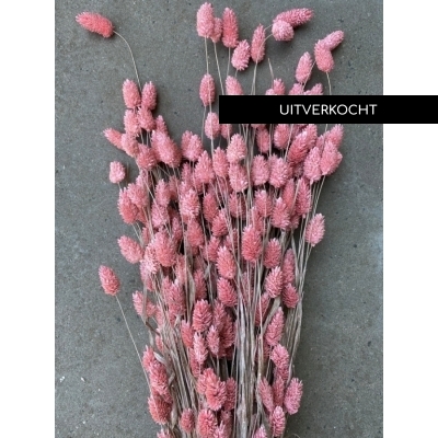 Gedroogde wilde Phalaris roze Gedroogde wilde Phalaris roze