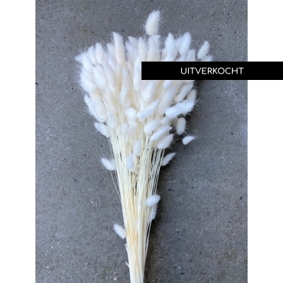 Gedroogde Lagurus Ovatus wit gebleekt Gedroogde Lagurus Ovatus wit gebleekt