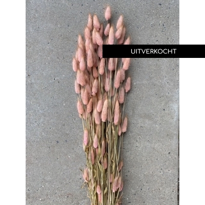 Gedroogde wilde Lagurus Roze Gedroogde wilde Lagurus Roze