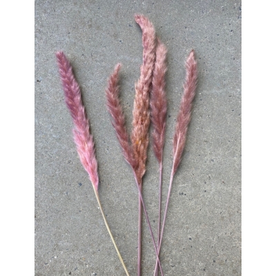 Gedroogde kleine Pampas roze/paars