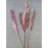 Gedroogde kleine Pampas roze/ paars