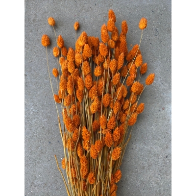 Gedroogde wilde Phalaris oranje Gedroogde wilde Phalaris oranje