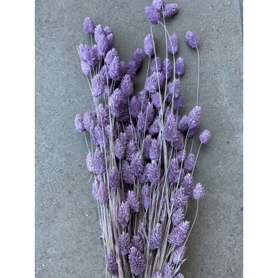 Gedroogde wilde Phalaris paars Gedroogde wilde Phalaris paars