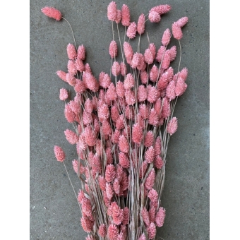 Gedroogde wilde Phalaris pink