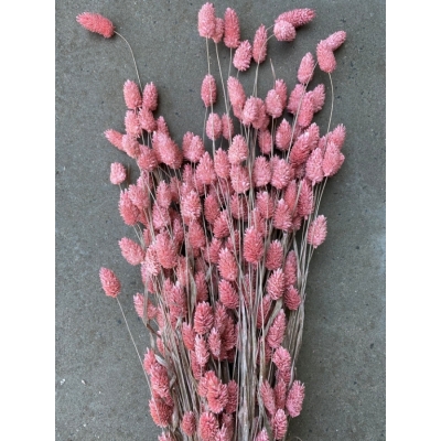 Gedroogde wilde Phalaris roze Gedroogde wilde Phalaris roze