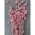 Gedroogde wilde Phalaris roze