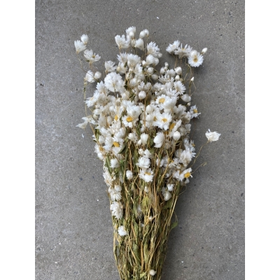 Gedroogde witte Rhodante Gedroogde witte Rhodante