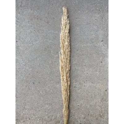 Gedroogde Pampas naturel Arundo Donax